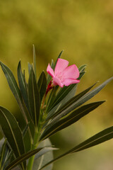 Pink flower