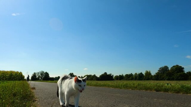 BLACK AND WHITE CAT ON COUNTRY LANE CARTWAY FIELD WITH GREEN GRASS BLUE SKY AND THIS CUTE GUY