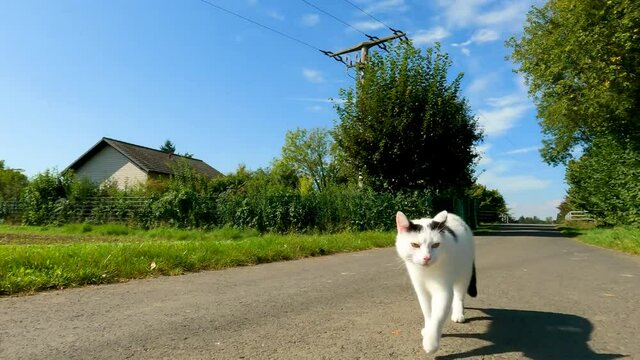 BLACK AND WHITE CAT ON COUNTRY LANE CARTWAY FIELD WITH GREEN GRASS BLUE SKY AND THIS CUTE GUY