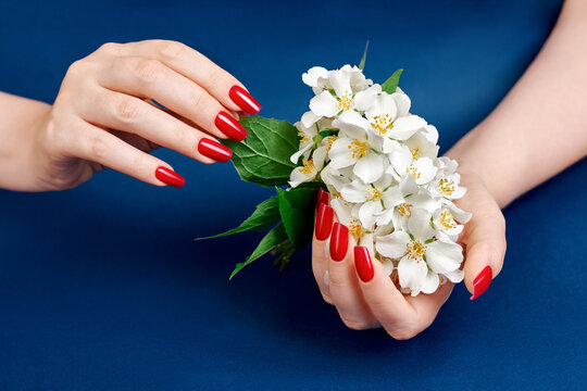 Two hands with beautiful red nails holding flowers jasmine over blue backdrop. Hands spa and manicure. Beauty and stylish manicure concept.