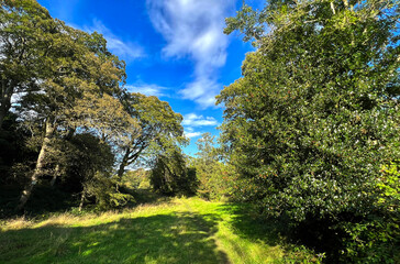 Old trees with berries, in a small field, on a sunny day near, Beckfoot Lane, Bingley, UK