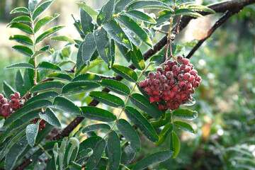 Bunch of frosty red rowan