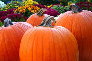 Display of round orange pumpkins at the farmers market in the fall