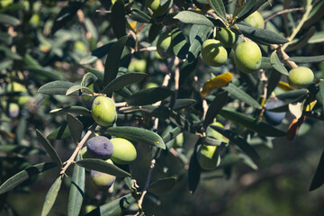 Green and black olives on an olive tree