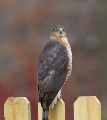 Hawk sitting on a fence