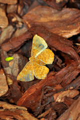 a lonely and happy yellow butterfly