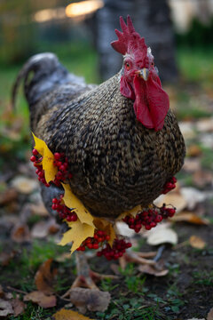A wonderful ruster with a necklace of the maple leaves and rowen berries