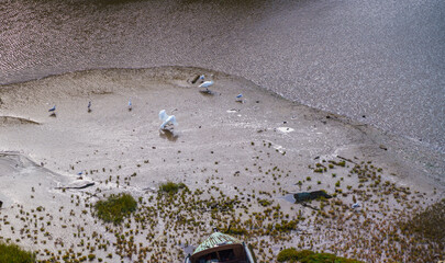 swans feed and practise flight on the tidal waters at the foot of conwy castle