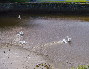 swans feed and practise flight on the tidal waters at the foot of conwy castle