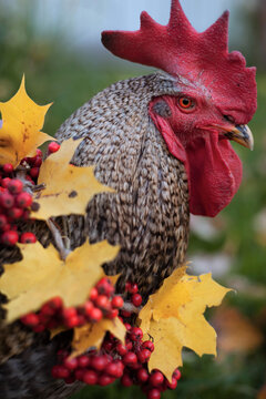A wonderful ruster with a necklace of the maple leaves and rowen berries