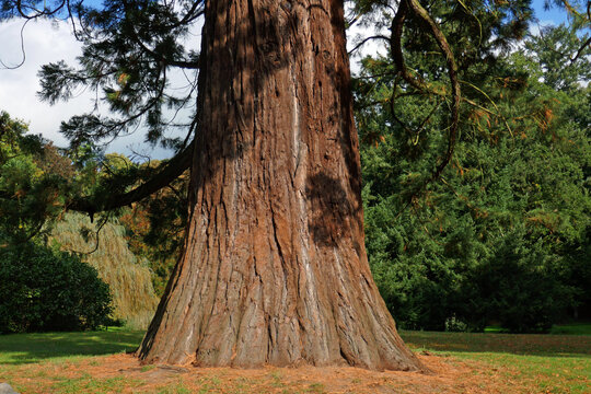 Sequoia sempervirens