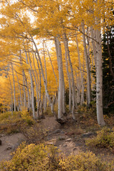 autumn in the forest