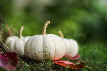 Small white pumpkins on the grass