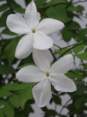 PLANTA. JAZMÍN (JAZMINUM). DOS FLORES BLANCAS DE CINCO PÉTALOS. PEQUEÑAS HOJAS VERDES. FONDO BLANCO.
