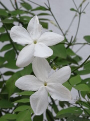 PLANTA. JAZMÍN (JAZMINUM). DOS FLORES BLANCAS DE CINCO PÉTALOS. PEQUEÑAS HOJAS VERDES. FONDO BLANCO.