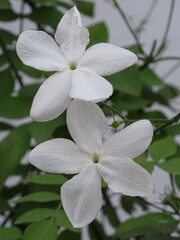 Obraz premium PLANTA. JAZMÍN (JAZMINUM). DOS FLORES BLANCAS DE CINCO PÉTALOS. PEQUEÑAS HOJAS VERDES. FONDO BLANCO.