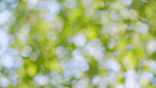 Charming bright morning sunshine through green bokeh of fresh foliage of trees. Nature abstract effect.