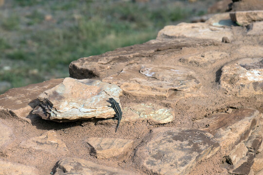 Lizard on a rock wall at Abo church at Salinas Pueblo Missions National Monument in New Mexico