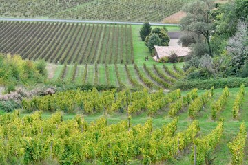 the vineyards of the Bordeaux region in France