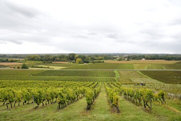 Fototapeta na wymiar the vineyards of the Bordeaux region in France