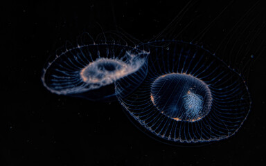 Pari Jellyfish Floating in Darkness