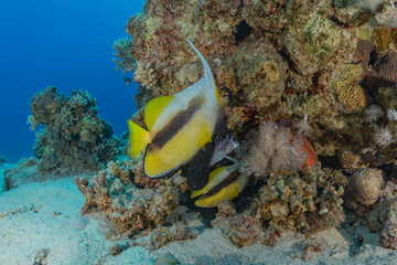 Fish swim in the Red Sea, colorful fish, Eilat Israel