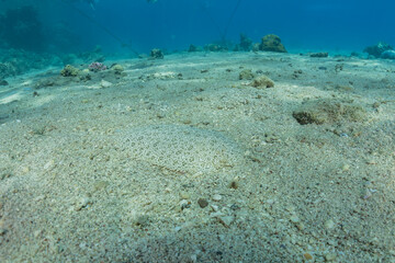 Fish swim in the Red Sea, colorful fish, Eilat Israel