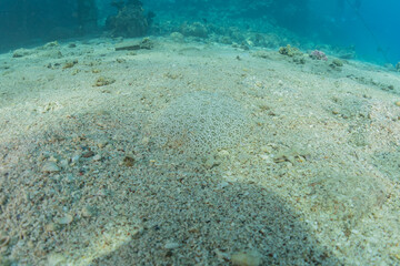 Fish swim in the Red Sea, colorful fish, Eilat Israel