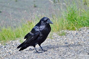 Raven in Jasper National Park, Alberta, Canada.