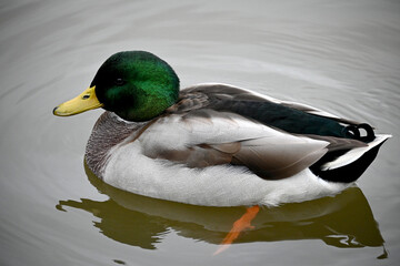 A well-fed, beautiful drake, a male mallard with green plumage and a yellow beak swims calmly on the surface of the water. Wild breeds of birds tamed by man. 