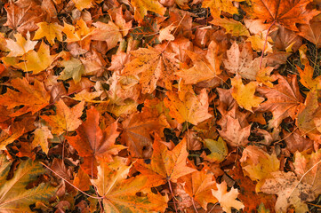 Naklejka na ściany i meble Colorful backround image of fallen autumn leaves perfect for seasonal use. \