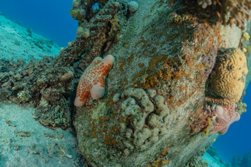 Starfish On the seabed in the Red Sea, Eilat Israel