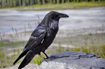Raven in Jasper National Park, Alberta, Canada.
