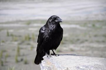 Raven in Jasper National Park, Alberta, Canada.