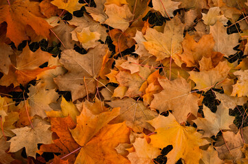 Yellow and orange backround image of fallen autumn leaves perfect for seasonal use. Space for text.