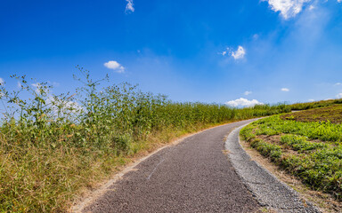 【自然】青空の下の草原と道　背景素材
