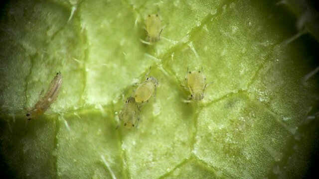 Aphid under a microscope, Aphididae - aphid superfamily (Aphidoidea, Hemiptera) on a cucumber leaf, many are dangerous pests of cultivated plants