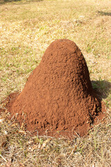 Termite mound in farm pasture