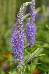Obraz premium Garden speedwell (veronica longifolia) flowers