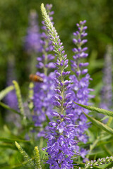 Garden speedwell (veronica longifolia) flowers