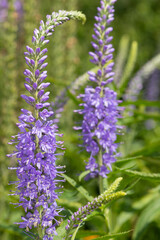 Obraz premium Garden speedwell (veronica longifolia) flowers