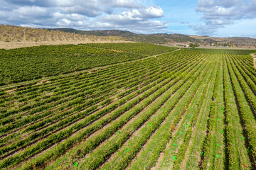 Field of grape vines Campo de Borja. It is a wine from Spain