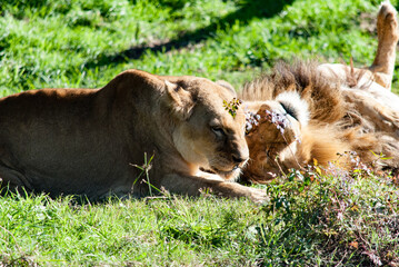 lion and lioness