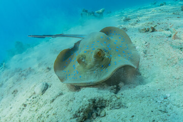 Fototapeta premium Blue-spotted stingray On the seabed in the Red Sea