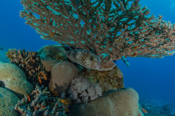 Fish swim in the Red Sea, colorful fish, Eilat Israel
