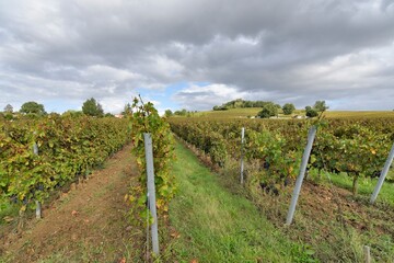 Fototapeta na wymiar the vineyards of the Bordeaux region in France