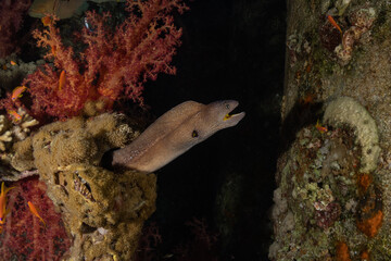 Obraz na płótnie Canvas Moray eel Mooray lycodontis undulatus in the Red Sea, Eilat Israel