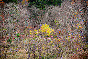 京都美山　芦生研究林　芦生の森　紅葉　原生林