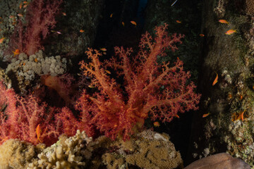 Fototapeta na wymiar Coral reef and water plants in the Red Sea, Eilat Israel