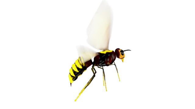 Flying Bee. Hd, Looped. Alpha Channel Included.

